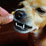 Czy Strzyżenie Psów Ząbki ma Znaczenie dla Zdrowia Zwierząt?