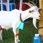 biały jeleń kozie mleko 5l